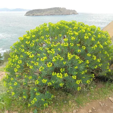 Le Patio Du Pitchounet * La Ciotat